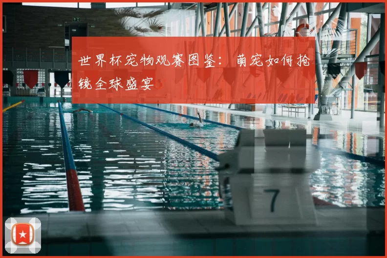 世界杯宠物观赛图鉴：萌宠如何抢镜全球盛宴