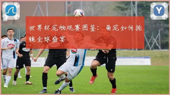世界杯宠物观赛图鉴:萌宠如何抢镜全球盛宴